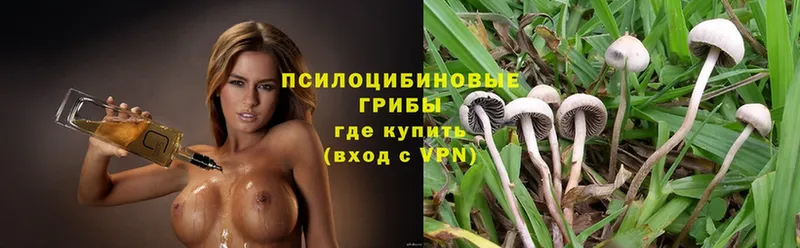 Псилоцибиновые грибы Psilocybe  Петровск 